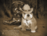 This is a photo of a bulldog puppy for sale