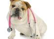 This is a photo of a Bulldog in a Veterinarian coat with a stethescipe