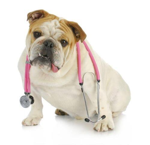 This is a photo of a Bulldog in a Veterinarian coat with a stethescipe