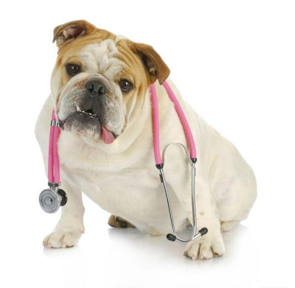 English Bulldog health tipsCastlewoodbulldogs