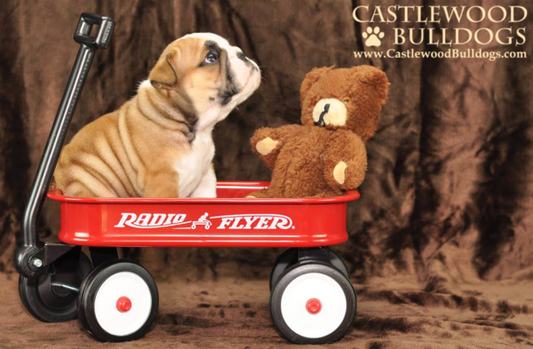 This is a photo of a English bulldog puppy