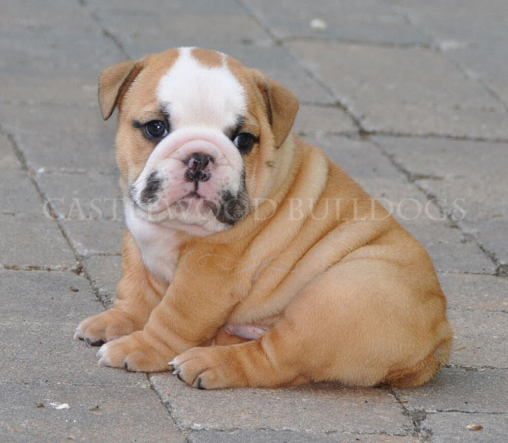 English Bulldog Puppy Pictures - Castlewood Bulldogs