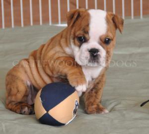 This is a photo of Bulldog Puppy Playing With Football