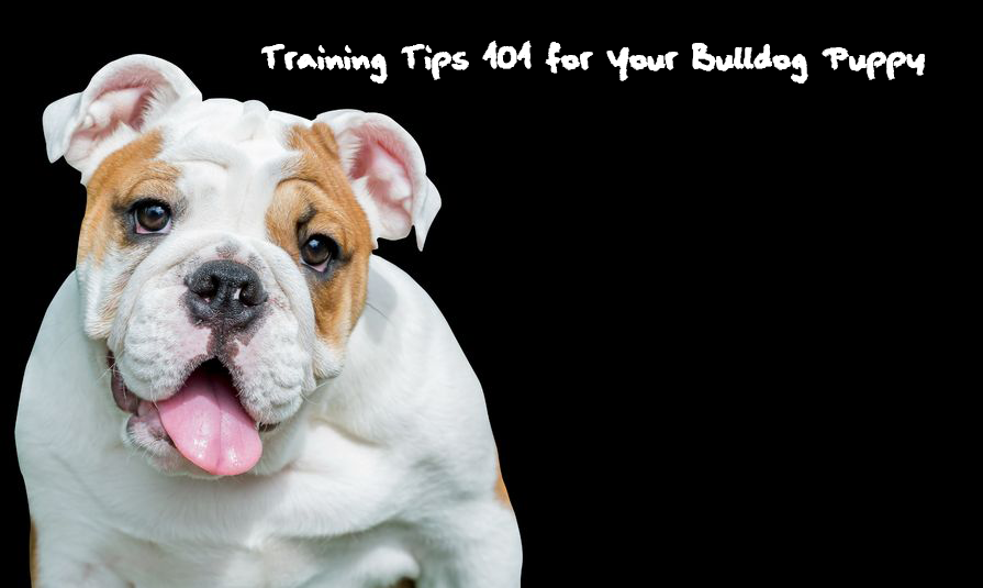 This is a photo of a bulldog with the text how to train an English bulldog