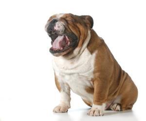 This is a photo of an English Bulldog Whinning