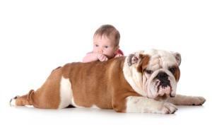 This is a photo of an English Bulldog and Baby