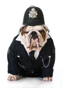This is a photo of an English Bulldog in a police uniform