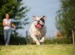 This is a photo of an English Bulldog playing and running in the park