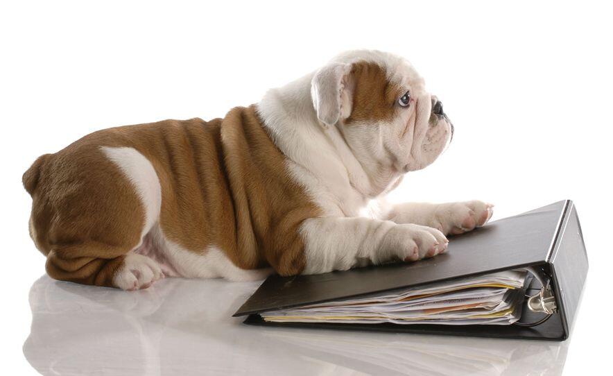 This is a photo for a Bulldog and a notebook guide