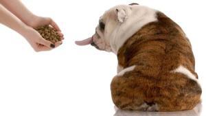 This is a photo of an English Bulldog refusing food and sticking his tongue out