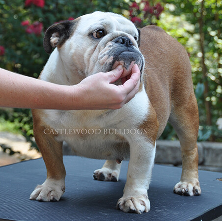 This is one of our Bulldog females named Trudy. 
