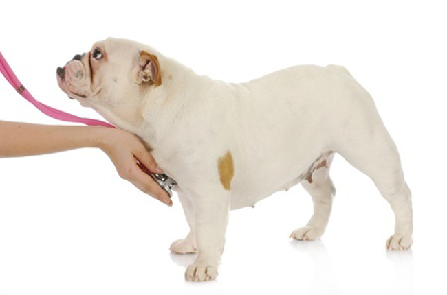 This is a picture of a Bulldog getting a health check up