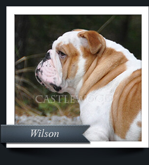This is a profile photo of our bulldog male, Wilson.
