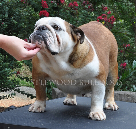 This is another photo of our bulldog, Trudy. 