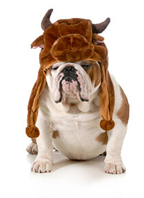 This is an english bulldog wearing a bull hat