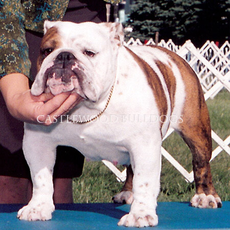 This is a photo of an English Bulldog