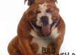 This is a picture of an English Bulldog with Bad Breath