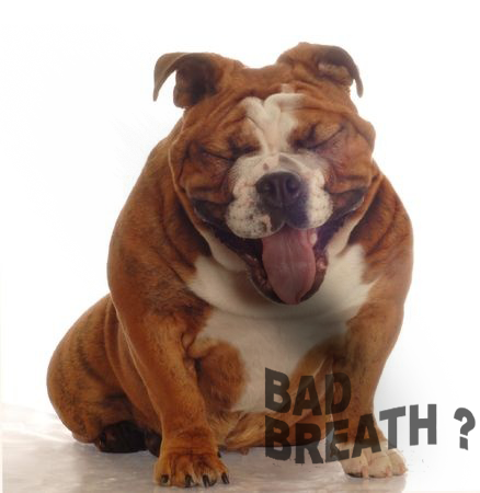 This is a picture of an English Bulldog with Bad Breath