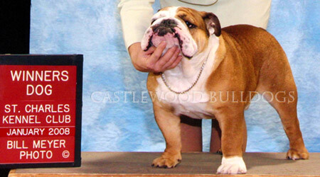 This is a photo of king the prize winning bulldog King from Castlewood English bulldog breeders