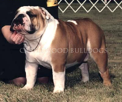 This is a photo of Chazzmo Castlewood English Bulldog Stud