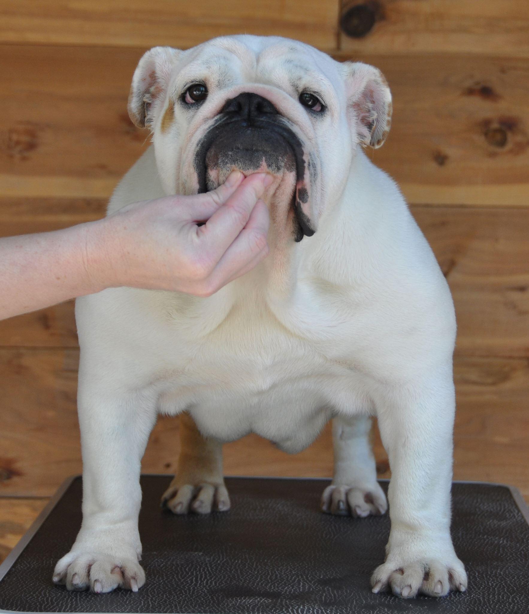 This is a photo of Cleo The Bulldog Dam to Puppies for Sale by Castlewood Bulldogs of Missouri