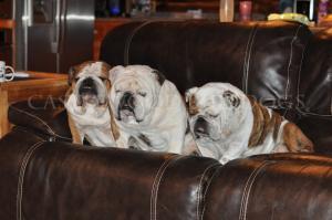 This is a photo of three bulldogs together on a couch
