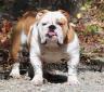 This is a front view of our bulldog male, Wilson.