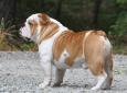 This is a side view of our bulldog male, Wilson