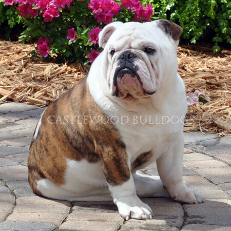 This is a photo of Fabio Bulldog stug from Castlewood English Bulldogs