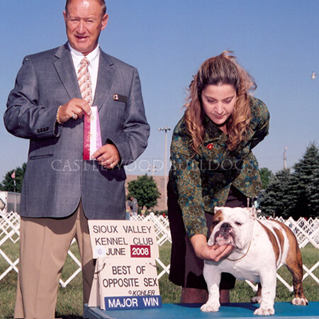 This is a photo of one of Castlewood Prize winning English Bulldogs taking major win in sioux valley kennel club dog show june 2008