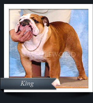This is a photo of Castlewood Bulldog Breeders Champion Bulldog KIng