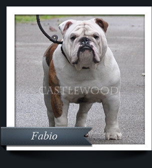 This is Fabio the English Bulldog