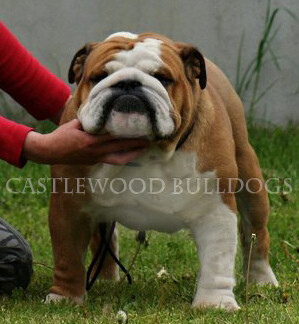 This is a photo of Henry English Bulldog stud from castlewood English bulldog breeders