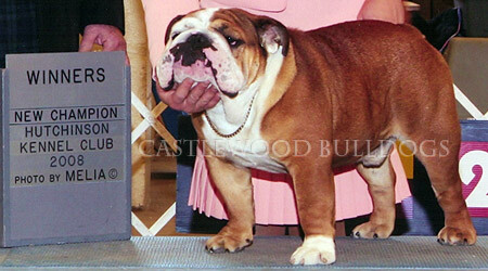 This is a photo of King champion bulldog from Castlewood English bulldog breeders