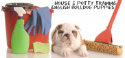 House-and-Potty-Training-English-BUlldog-puppies