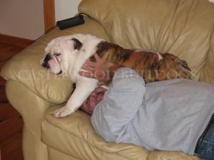 This is a photo of Fabio male bulldog sire Napping on Ronny's Head