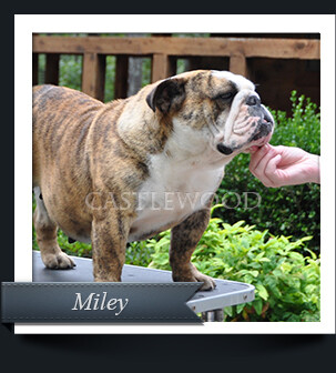 This is a photo of Miley English bulldog from castlewood Bulldog breeders