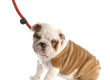 This is a photo of a English Bulldog Puppy on a leash