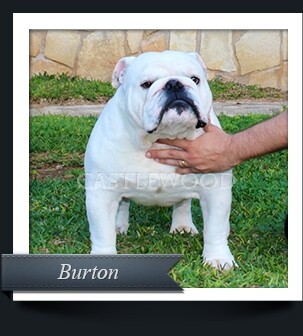This is a photo of our Bulldog Male Named Burton