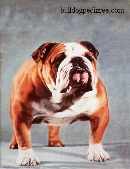 Bulldogs Best In Show Winner 1955