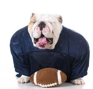 English Bulldog with a football and unifrom