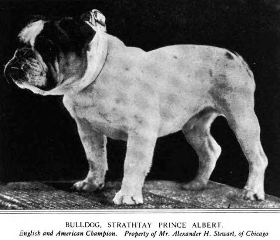 Westminster Bulldog Best In Show Winner 1913