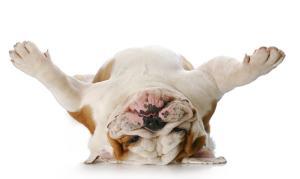 english bulldog laying upside down on his back