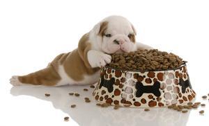English Bulldog puppy with a food bowl