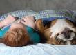 English Bulldog sleeping in bed with a little girl