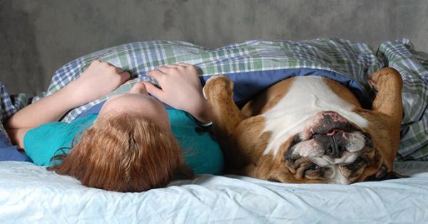 English Bulldog sleeping in bed with a little girl