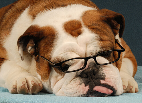 This is a bulldog wearing glasses