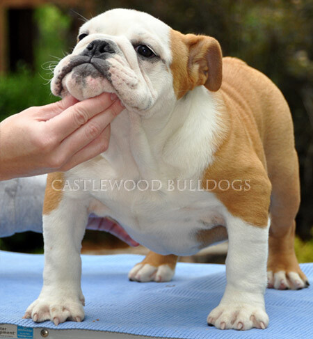 This is a photo of "Fancy" Castlewood English Bulldog Breeders Female Mamms