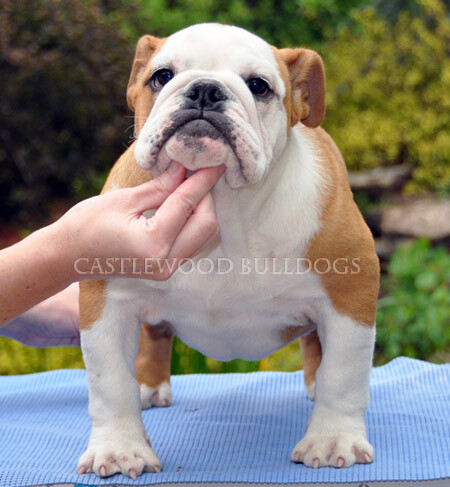 This is a photo of Castlewoods bulldogs "Fancy"