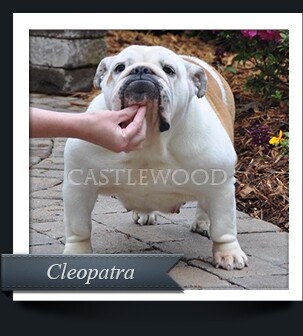 This is a photo of Cleo the Bulldog from Castlewood Bulldogs